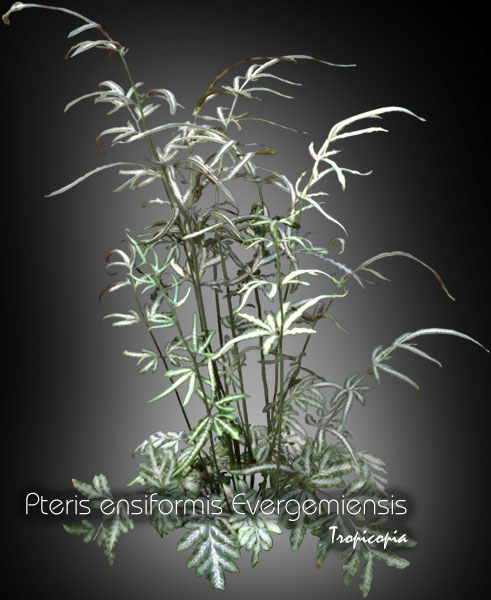 Fougère - Pteris ensiformis Evergemiensis - Pteris dentelle d'argent -  Silver Lace Fern
